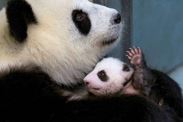 旅德大熊猫幼崽最新萌照曝光在妈妈怀里撒娇甜化了