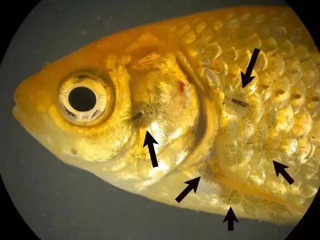 病害建议收藏鱼类高清寄生虫图片