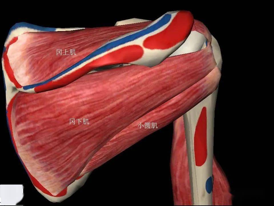 指组成肩袖的冈上肌,冈下肌,肩胛下肌和小圆肌的损伤
