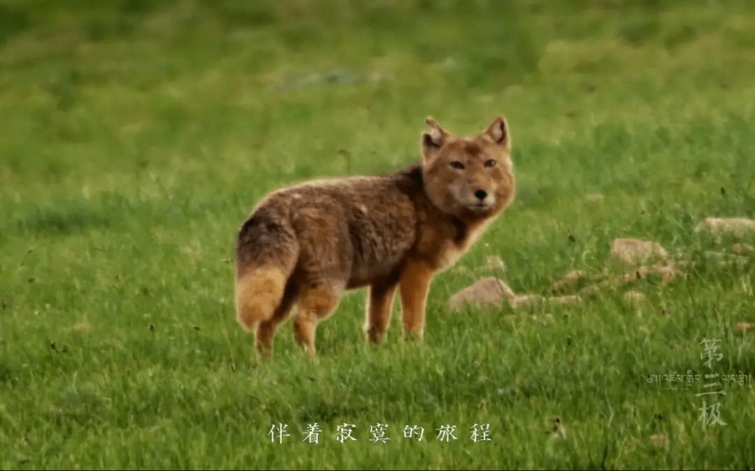 寒假陪孩子一起看:8部国产纪录片,让孩子看看中国有多美!