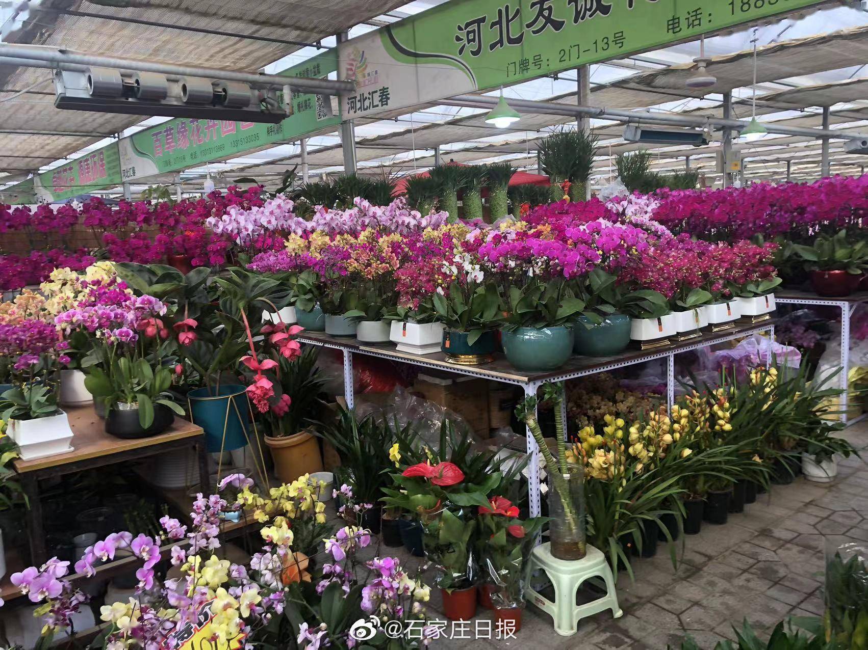 石家庄市植物园花卉市场,伟建花卉市场,北城花卉市场"迎春花市"同时