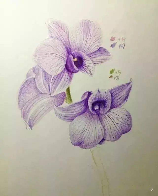 彩铅花卉教程用彩铅画一朵兰花彩铅花卉步骤教程