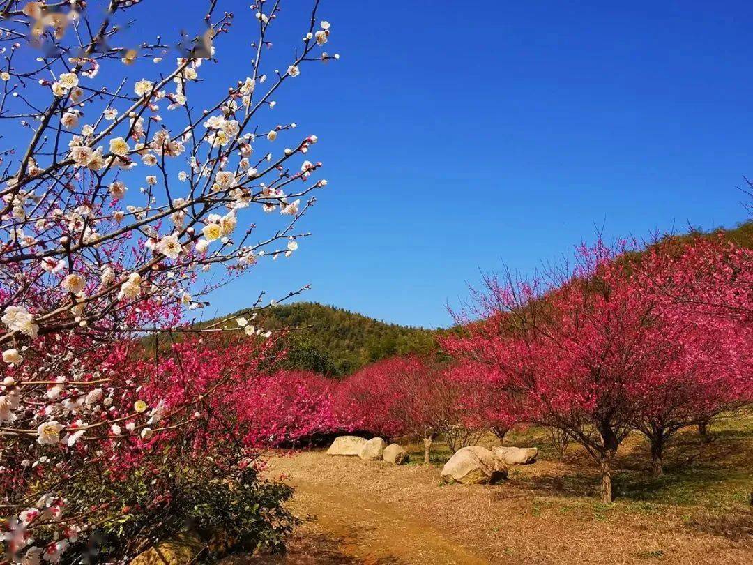 行浙里终于等到你快来领取新春的第一份梅好行浙里邂逅梅花山陪你好好
