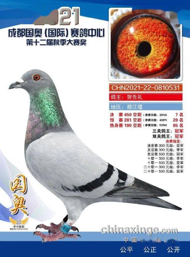 四川明鸿国际赛鸽城春赛三关鸽王冠军.
