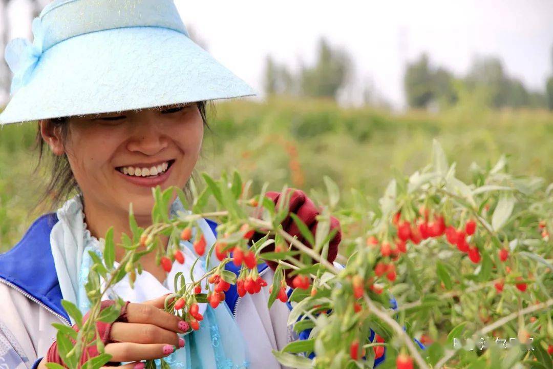 齐鸿雁/摄张和平/摄农民的笑容→在瓜地里←香如花甜似蜜曹新林/摄齐