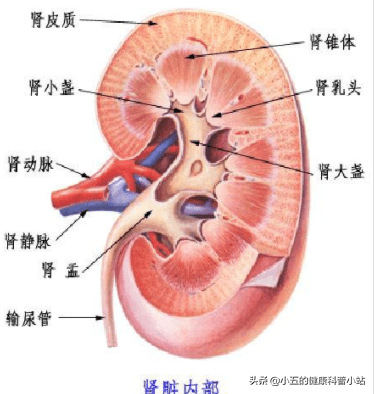 肾衰来临,小便先知,医生提醒:小便出现3种表现,或是