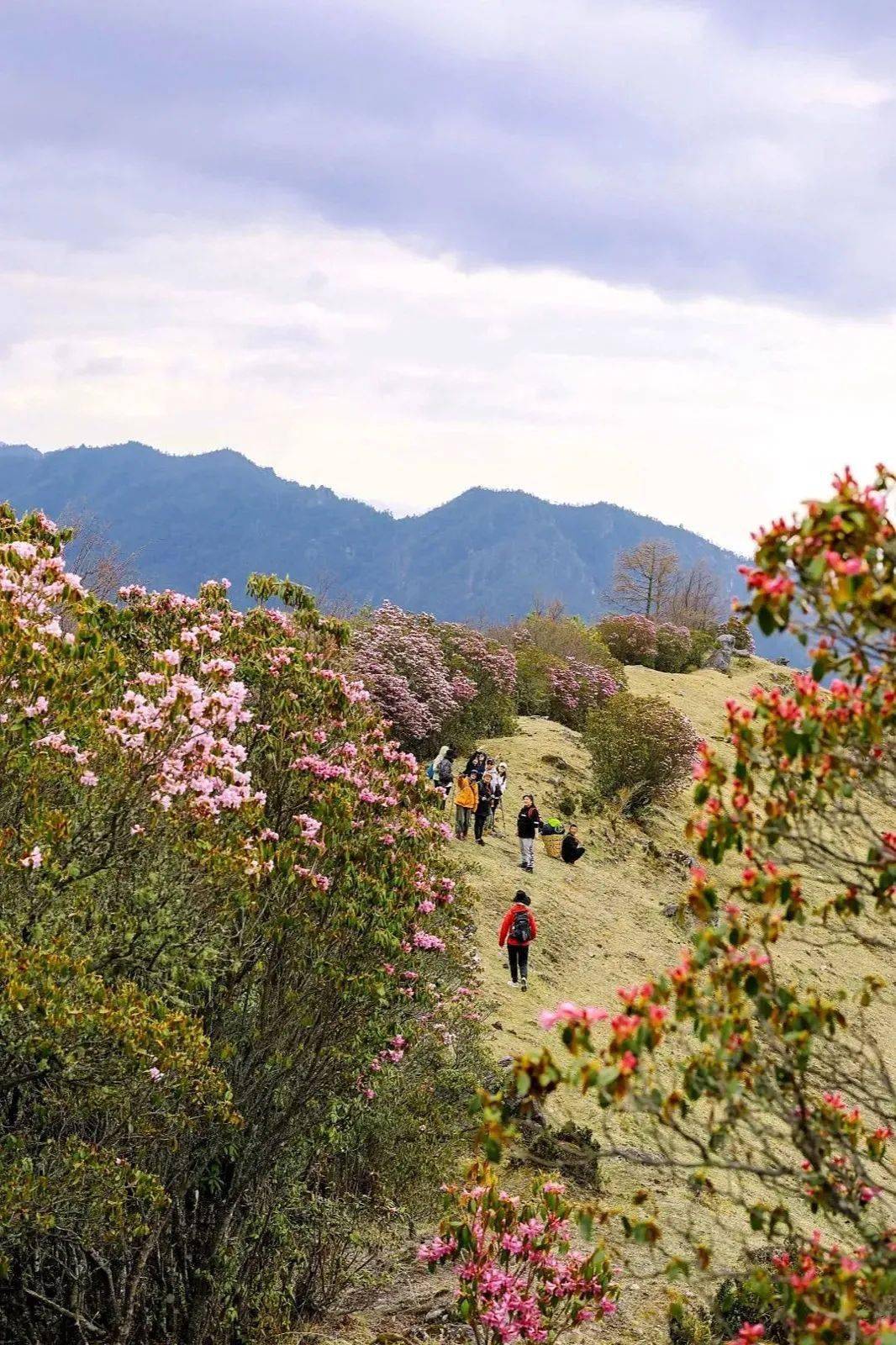 户外轻徒步去不了尼泊尔也能邂逅雪山高山杜鹃原始森林徒步阿纳果虎跳