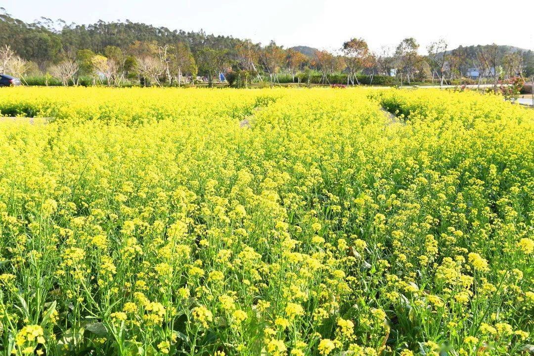 花漾清城约会春天赶紧收藏这篇赏花攻略吧