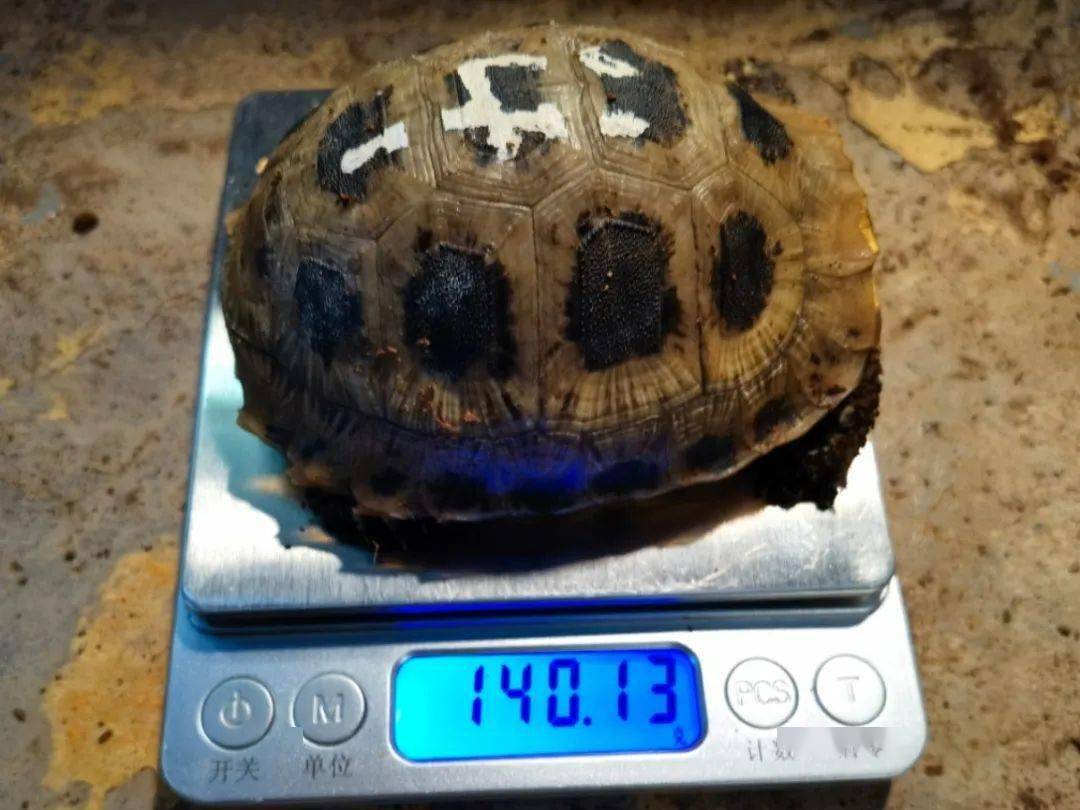 干饭的力量经过一年成长,缅甸陆龟的幼龟们肉眼可见明显长大了一圈