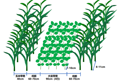 大豆玉米带状复合种植播种机的作业密码_模式图_株距_农业