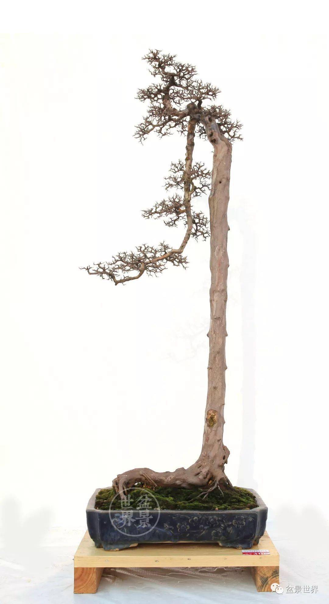 刘锦荣作品《顶天立地》(雀梅,树高130cm)▲德国沃尔特·坡尔作品