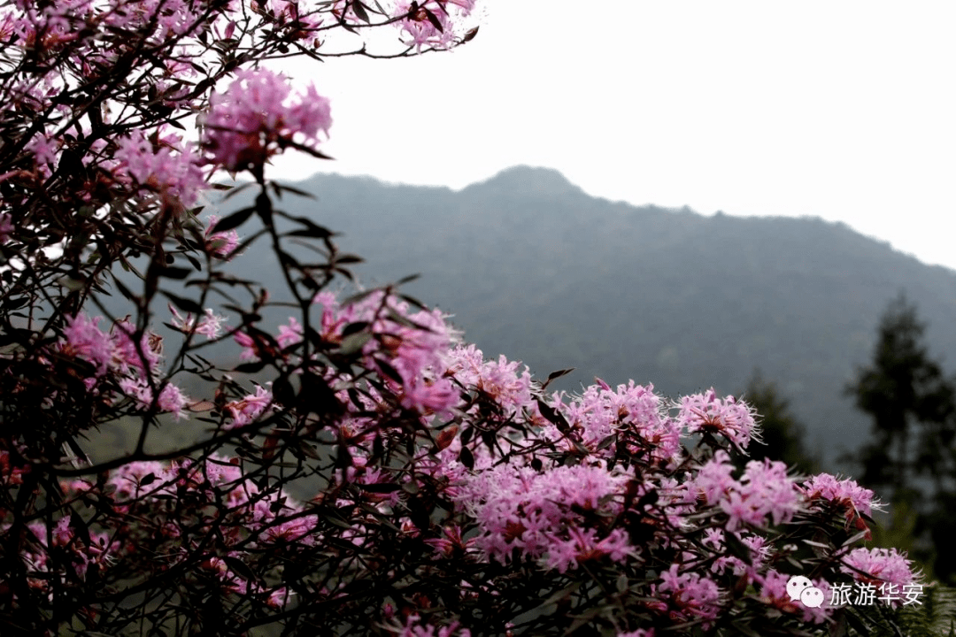 春花之旅|您有一份花样漳州赏花地图,请查收~_樱花_路线_大道