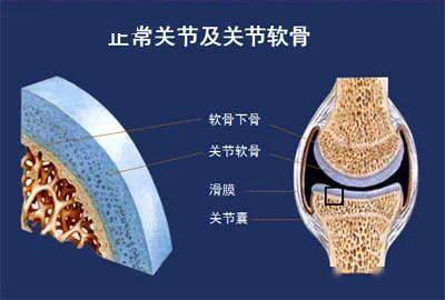 征集"骨宝体验之星活动"开始了_关之灵_关节_软骨