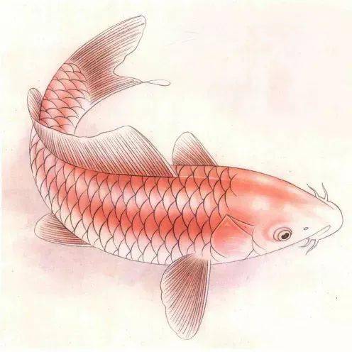 图文教程工笔画红色鲤鱼的着色绘画步骤教程