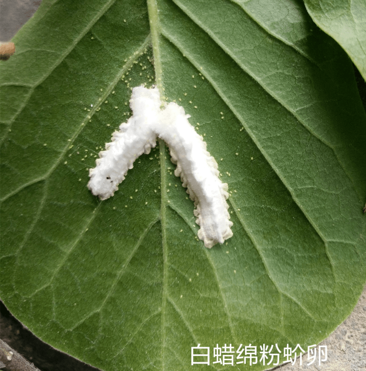 白蜡绵粉蚧危害状白蜡绵粉蚧卵囊防治方法:合理修剪树木,使通风透光