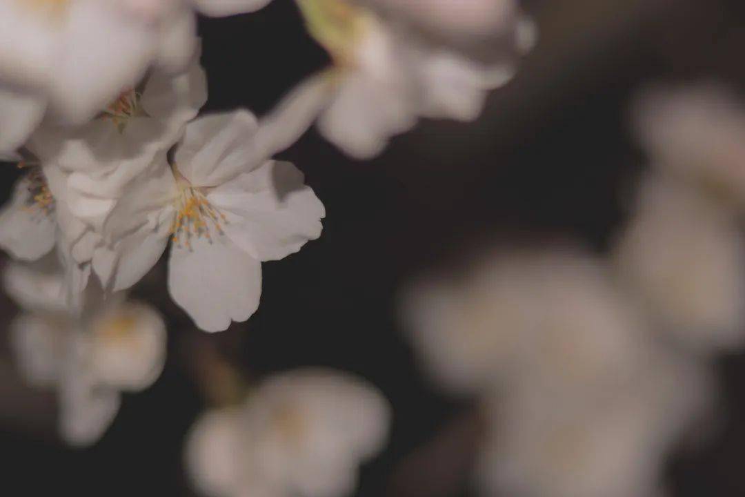 抓住樱花季的尾巴来看夜樱