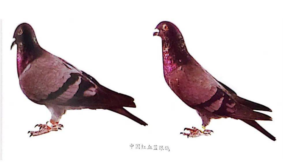 【鸽文化】中国早期赛鸽"中国三杰"_戴笠鸽_飞翔_灰鸽