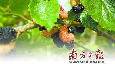 春来桑葚压满枝 手指黑黑甜心头_种植_桑果_遂溪