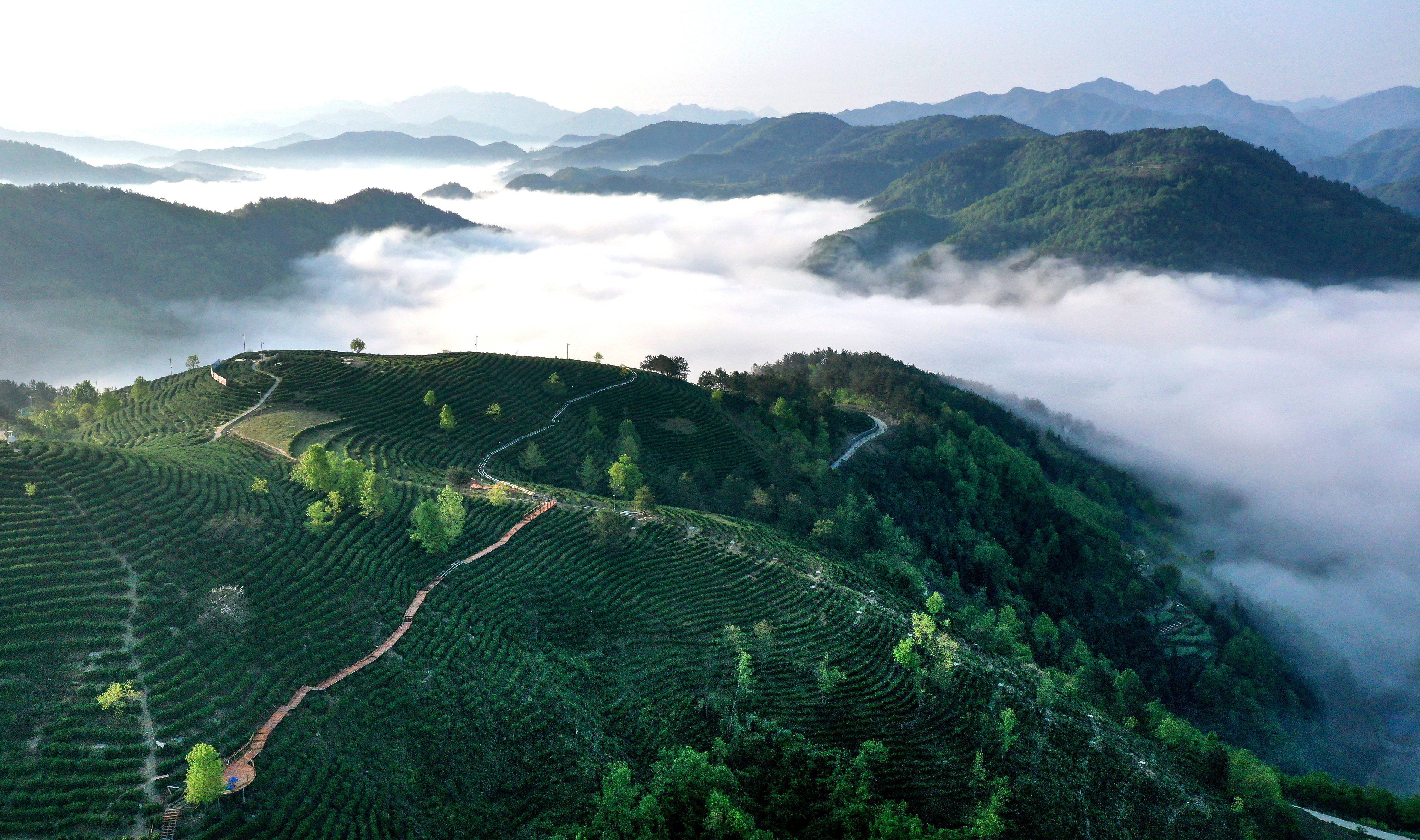 陕西平利:以茶致富 因茶兴业_茶园_老县镇_照片