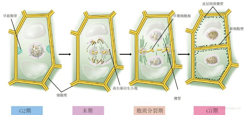 动植物细胞中纺锤体的结构↑动物细胞的环形缢束型胞质分裂↑动物细胞