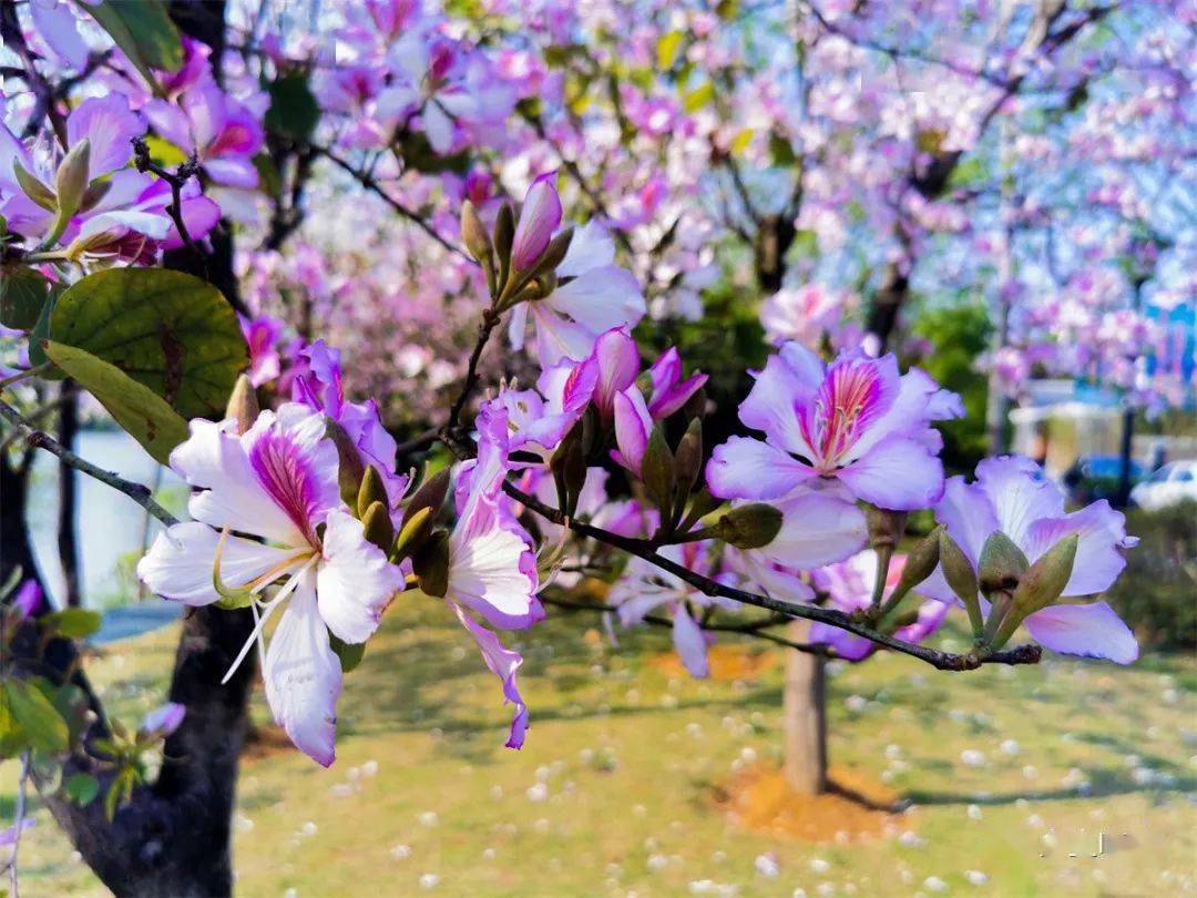 藏不住了,临桂居然是一个花花世界_紫荆花_道路_花朵