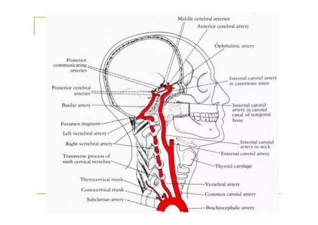 椎动脉精细解剖图谱_关节_颈椎_孔段