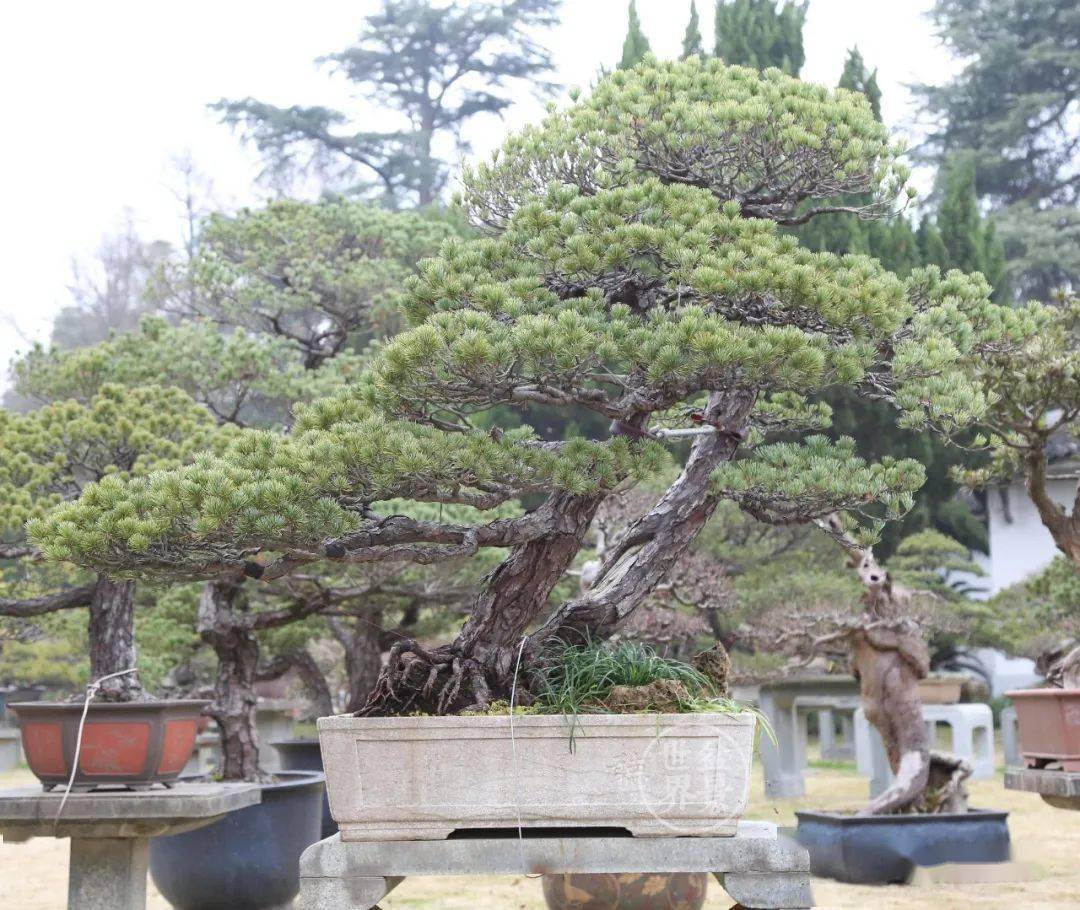 沉痛悼念一代宗师潘仲连先生_盆景_中国_遗作