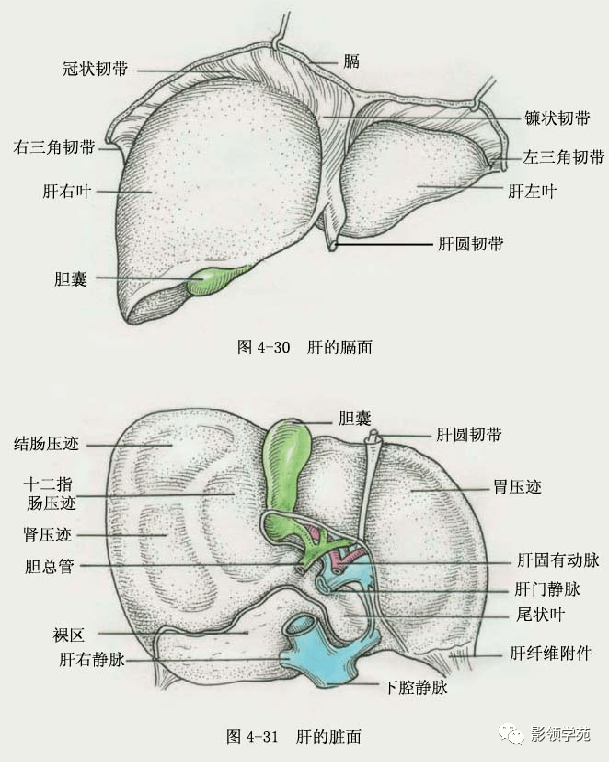肝脏的表面解剖及分叶分段