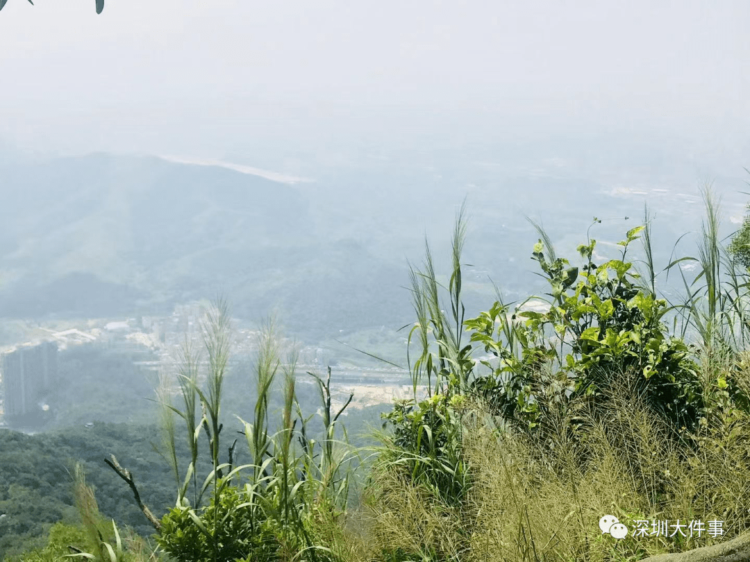 凌晨紧急救援深圳一女子夜登梧桐山不慎跌落悬崖