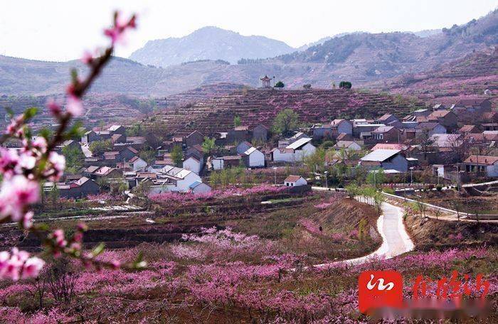 通讯员刘士平 摄蒙阴县旧寨乡杏山子村3000余亩盛开的桃花把小山村