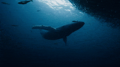 408_230gif 动态图 动图