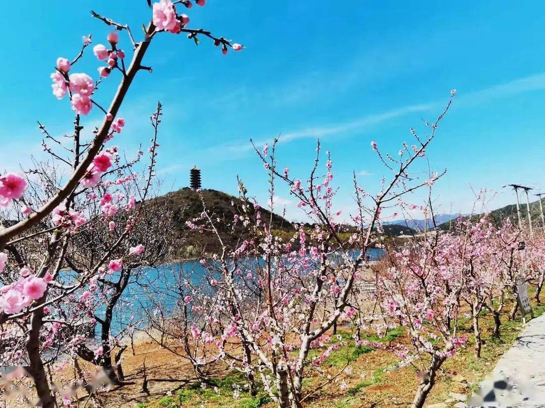 春在枝头,桃花已盛——快来桃花岛赏美景_金海湖_平谷_崔杏路