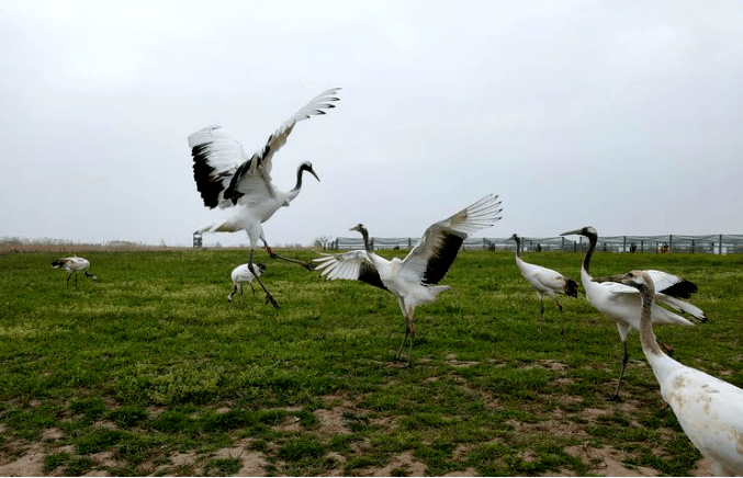 丹顶鹤(蔡玲摄于江苏盐城丹顶鹤保护湿地)提到保护野生动物,人们首先