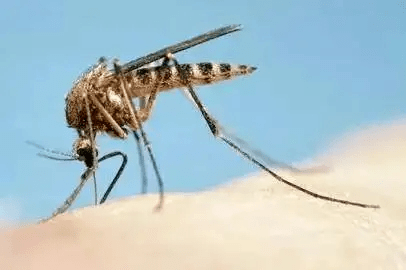 疟蚊)叮咬人体后感染的一种血液寄生虫病,疟疾俗称"打摆子"发疟子"