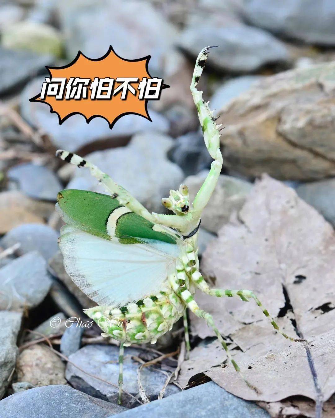 花丛中的弧纹螳