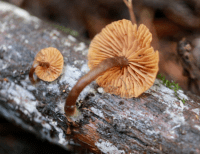 姜黄红菇978点柄臭黄菇1078格纹鹅膏1178栗色圆孔牛肝菌1278