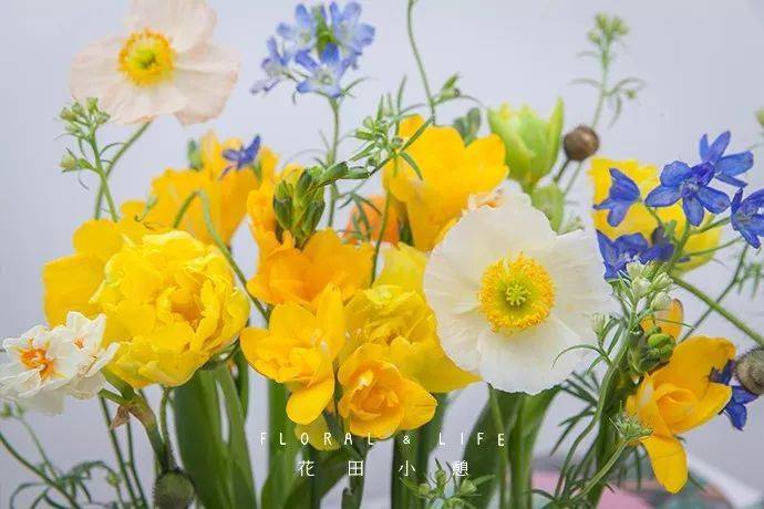 50种常见鲜花的花语大全扫盲贴