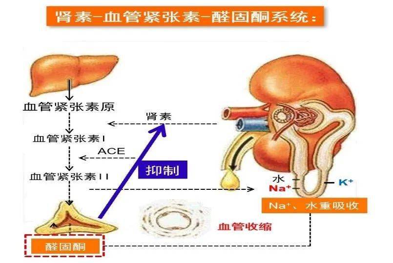 向血管紧张素i转化,临床中常用的肾素活性即为血管紧张素i的生成速率