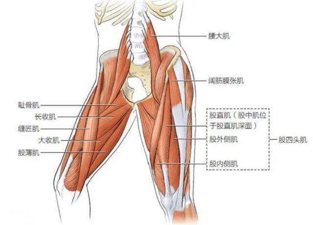 学员:徐老师,我最近遇到一个患者,腰椎手术后出现股四头肌萎缩无力