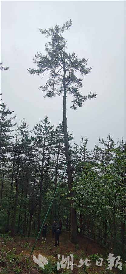 湖北仅存4棵守护大别山五针松植物界的大熊猫迎来新生