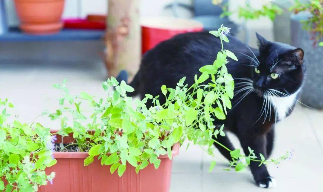 种盆猫薄荷有大用懂它的人不多懂它的猫不少