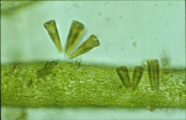 藻甲藻门多甲藻属角藻属金藻门等鞭金藻属硅鞭金藻属三毛金藻属黄群藻