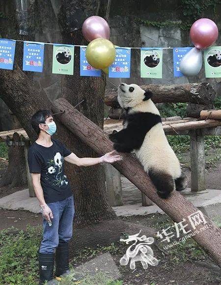 重庆三对双胞胎大熊猫过生日,"吃席"的样子萌翻江南水乡生活见闻