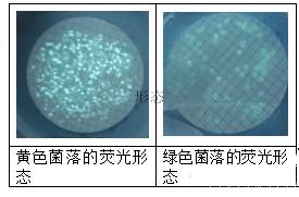 饮用水中铜绿假单胞菌的污染控制及检验