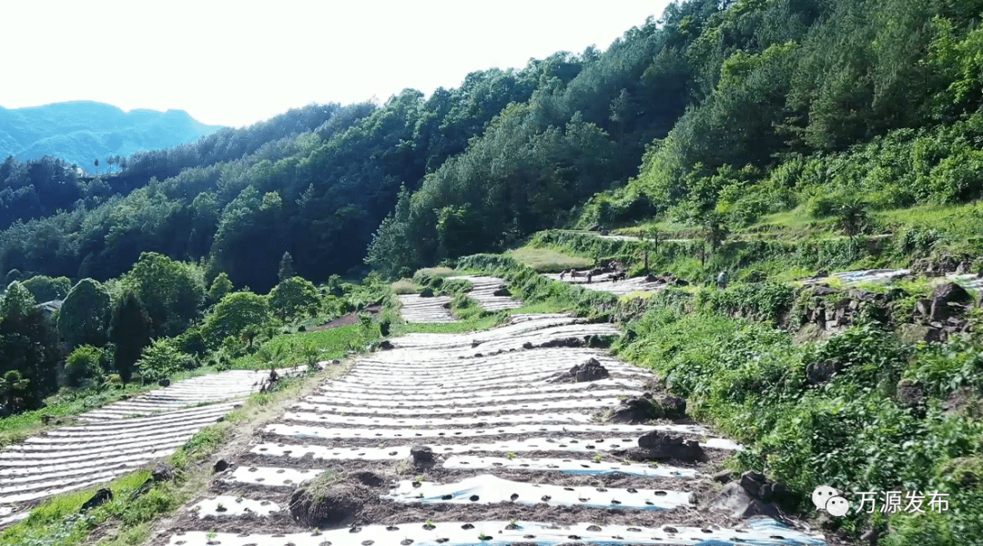 万源市:发展特色中药材种植,开出乡村振兴致富"良方"_产业链_沙滩镇