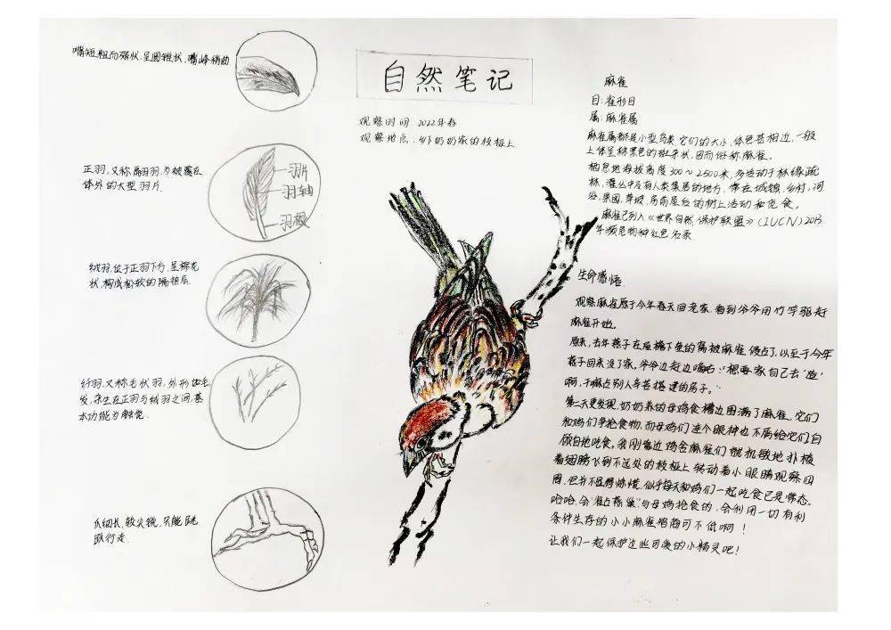 自然笔记大赛初中组获奖作品展示二