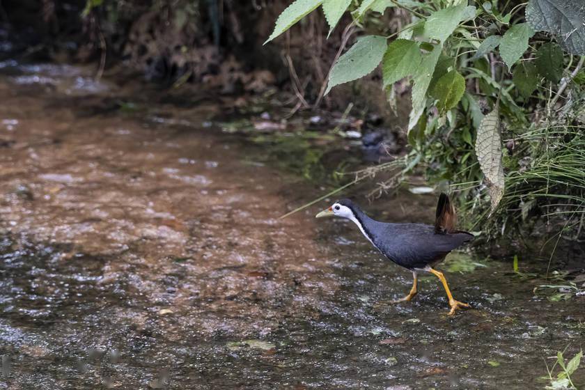 记录珍稀野生动物 富士x-t4配长焦头美好不设限_对焦_mmf_镜头