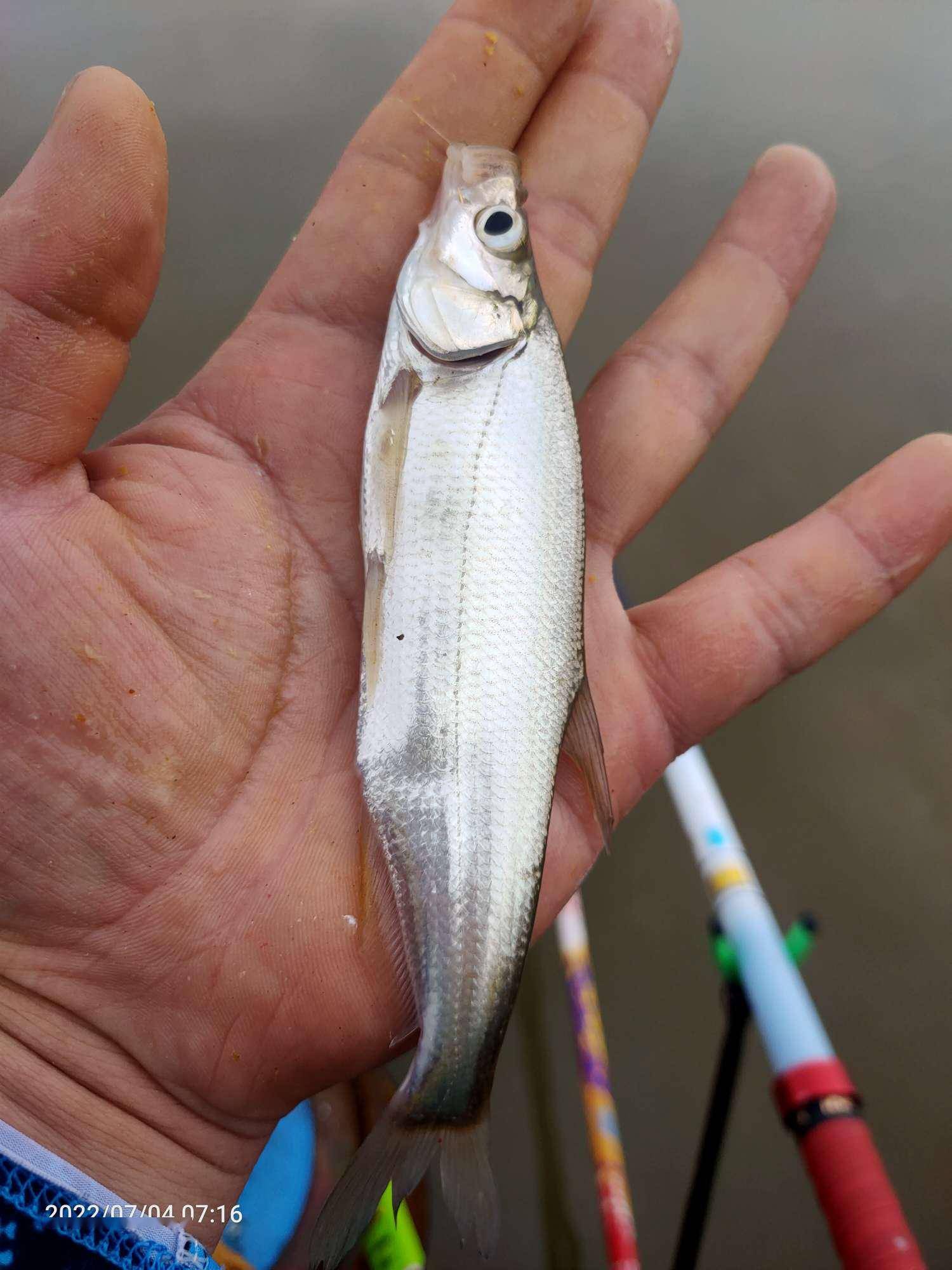 鱼王饵料擒鲫香白条青稍齐飞扬