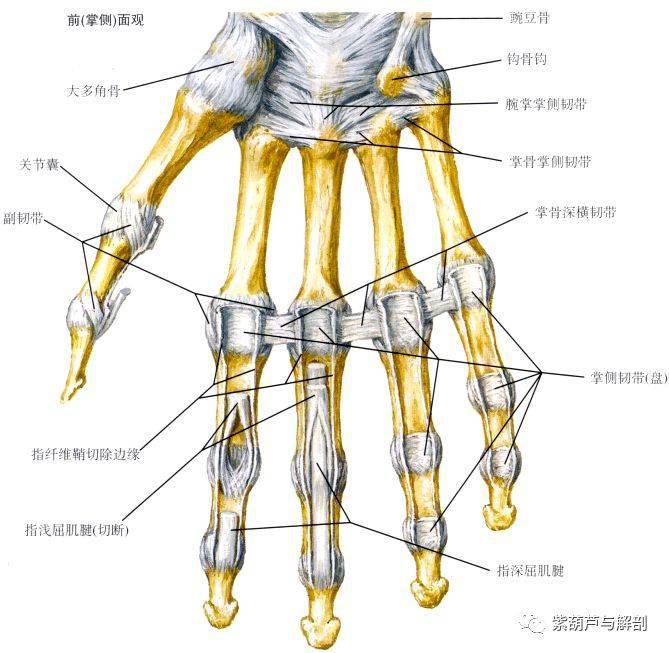 展肌,小指短屈肌,小指对掌肌掌中肌:骨间肌和蚓状肌浅层拇内收肌起点