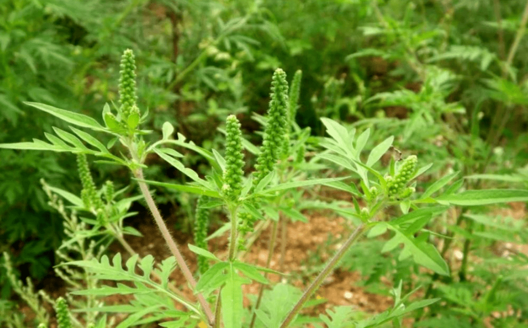 警惕:这种草是外来入侵物种_潜山_植物_危害